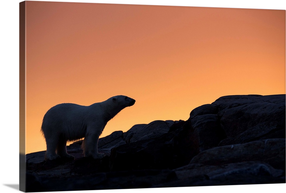Canada, Nunavut Territory, Silhouette of Polar Bear (Ursus maritimus) standing on rocky coast of Hall Islands along Hudson...