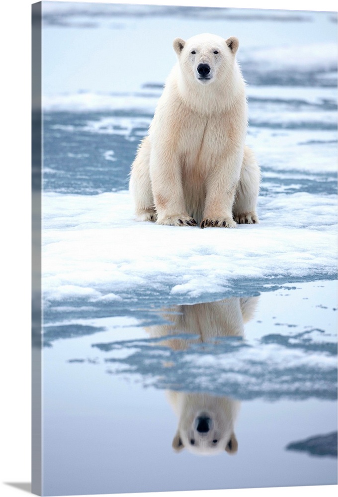 Polar Bear (Ursus maritimus) resting at edge of melting sea ice along Sabinebukta Bay at Irminger Point. | Location: Norda...