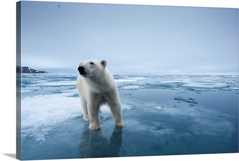 Polar Bear (Ursus maritimus) standing on melting edge along Sabinebukta Bay at Irminger Point. | Location: Nordauslandet, ...