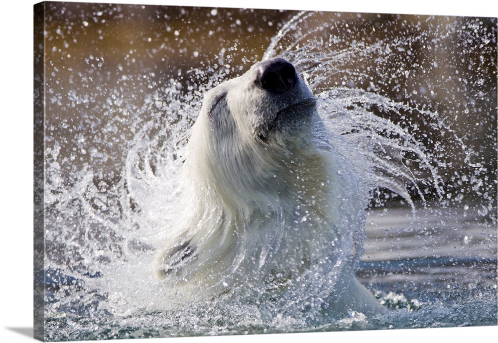 Norway, Svalbard, Spitsbergen Island, Polar Bear (Ursus maritimus) shaking head while swimming along coastline near Sallyh...