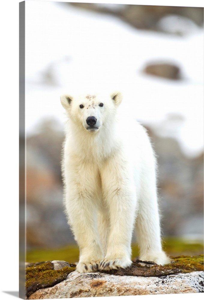 Norway, Svalbard, Spitsbergen Island, Young Polar Bear (Ursus maritimus) cub standing on rocky outlook above Fuglefjorden ...