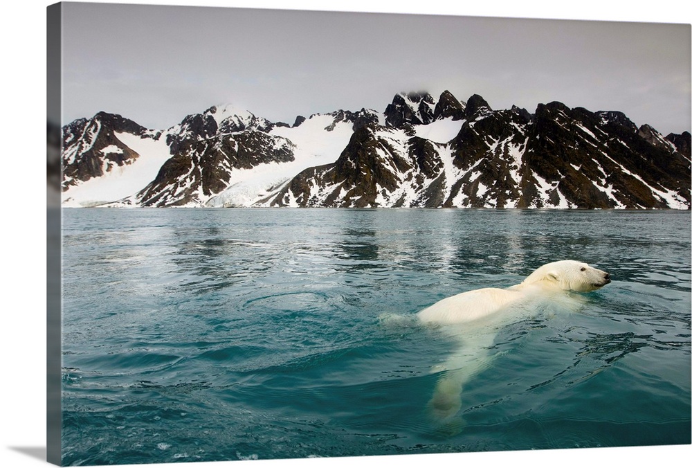 Norway, Svalbard, Spitsbergen Island, Polar Bear (Ursus maritimus) swimming in Fuglefjorden (Bird Fjord) on summer evening...