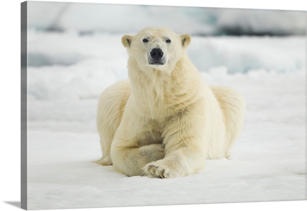 Norway, Svalbard, Nordaustlandet, Polar Bear (Ursus maritimus) resting on broken sea ice near Phippsya (Phi's Island) on s...