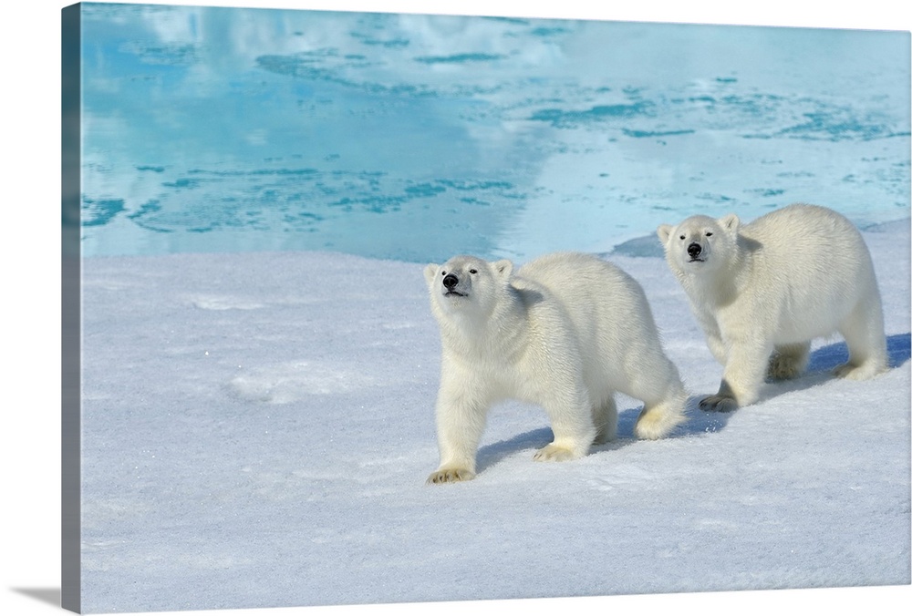 Polar bear, two cups on pack ice, Ursus maritimus, North East Greenland Coast, Greenland, Arctic