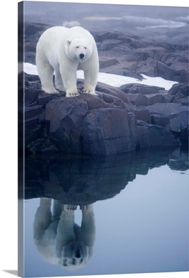 Polar Bear Walking On Rocky Shoreline