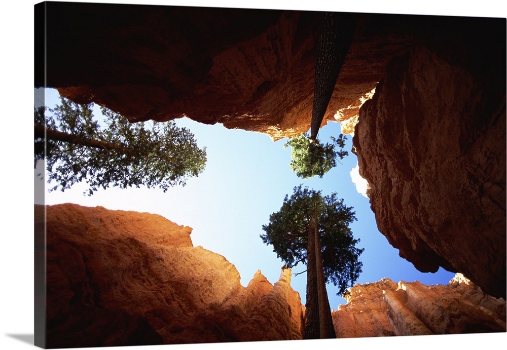 Ponderosa Pine and limestone walls, Utah Wall Art, Canvas Prints