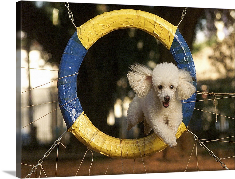 adestramento agility -  cao kate raca poodle realizando treinamento .