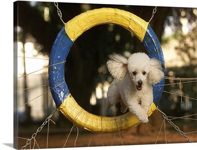Poodle jumping through a tied hoop