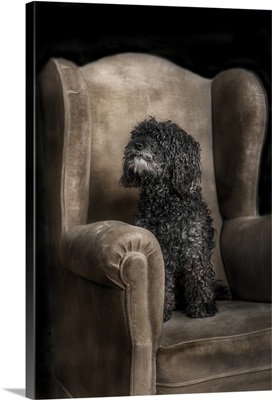 Poodle on a brown armchair
