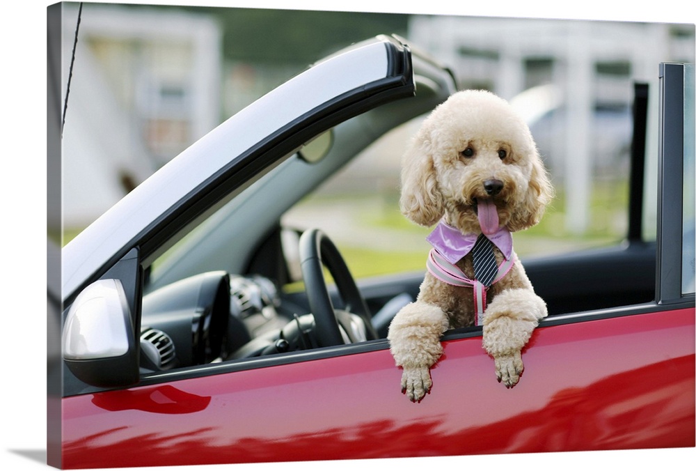 Poodle sitting in the passenger-side  of a red car
