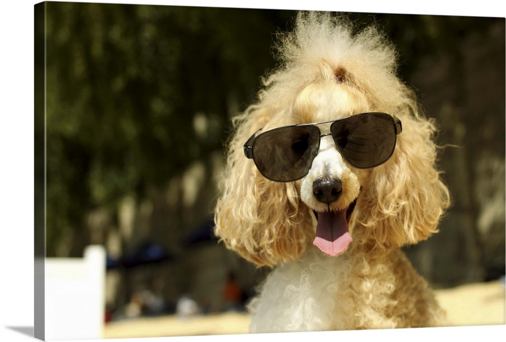 Smiling poodle wearing sunglasses on beach.