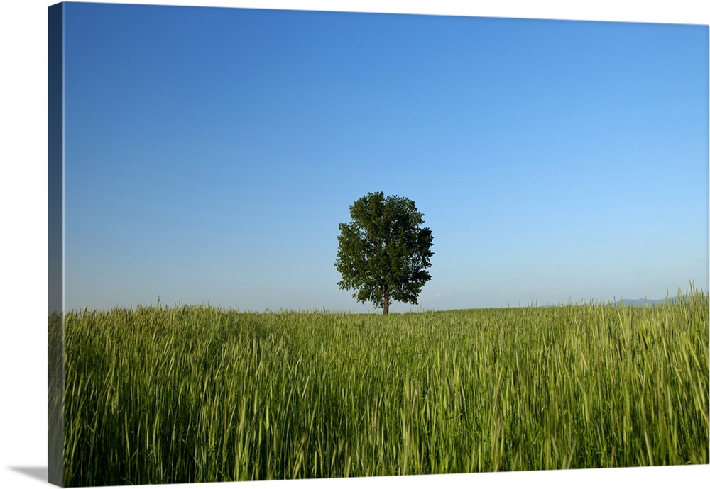 Poplar tree on wheat field in Ansung farm.