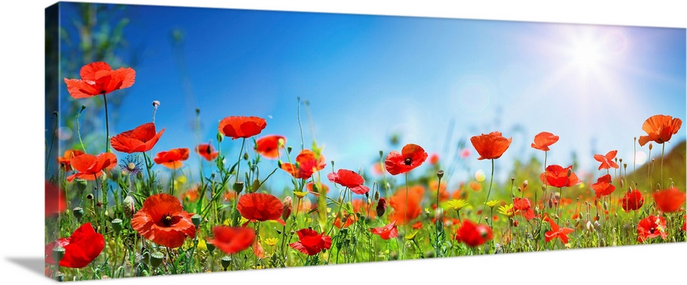 Poppies in a meadow with sunlit blue sky.