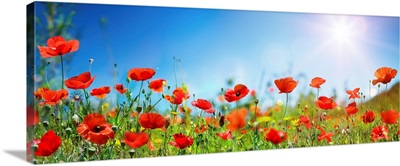 Poppies In Field With Blue Sky