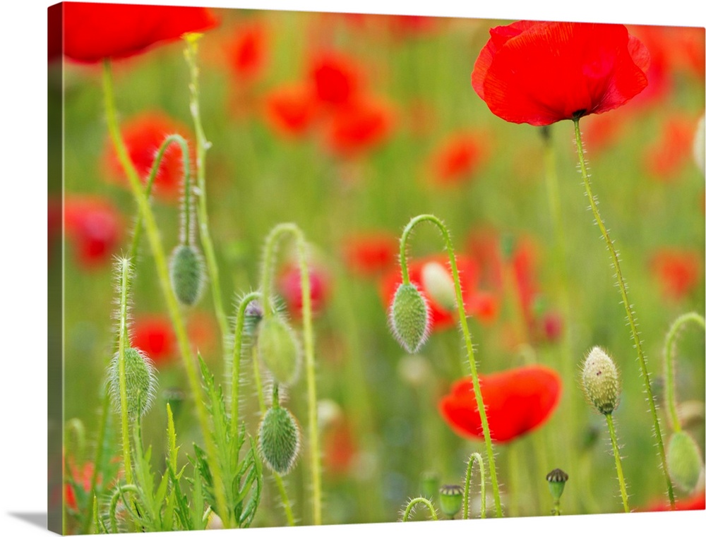 Poppies, Somme valley, France