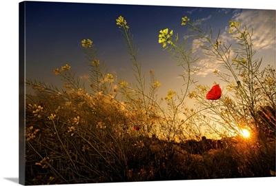 Poppy under sunset light.