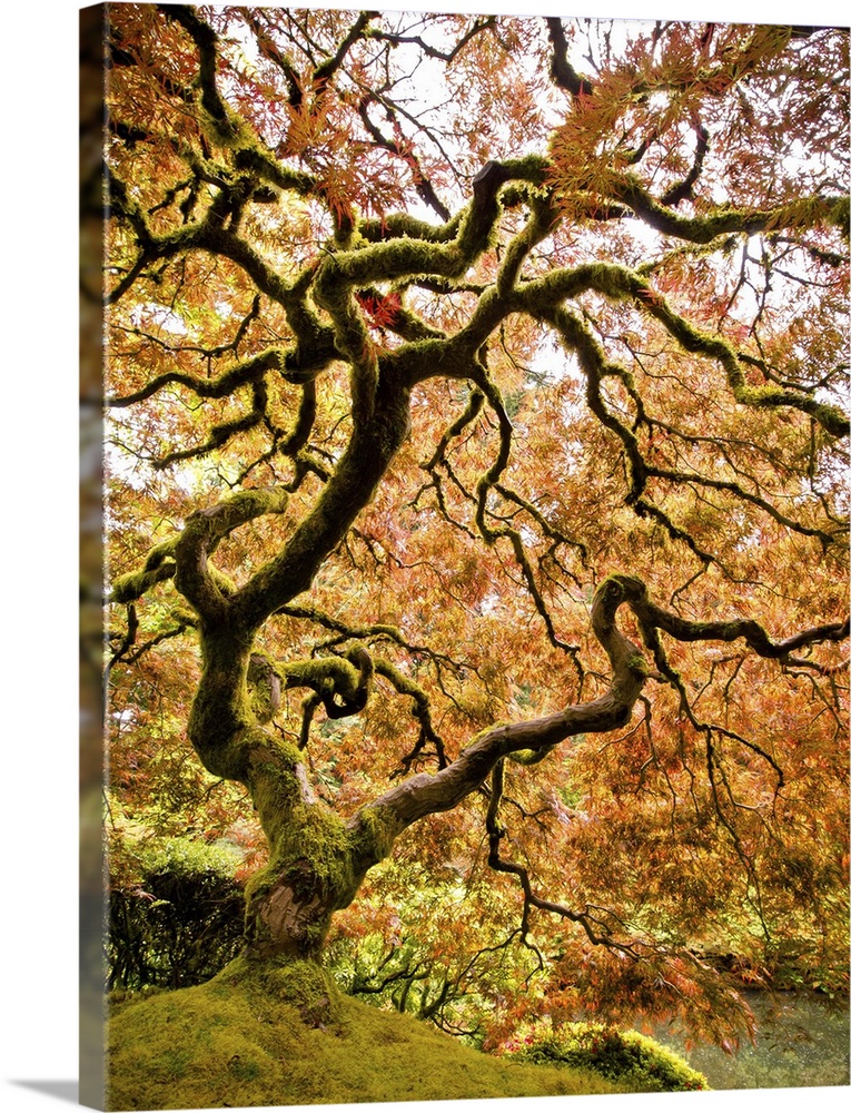 Iconic maple tree in Portland Japanese garden.