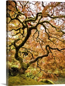Portland Japanese garden maple tree image thumbnail