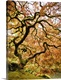 image thumbnail of Iconic maple tree in Portland Japanese garden.