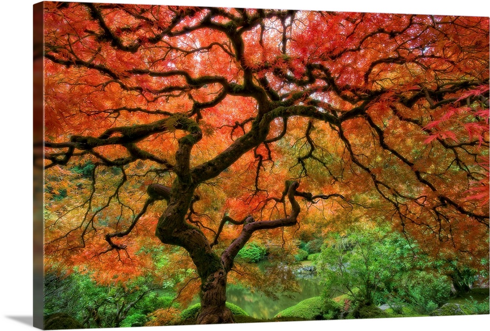 Large wall art of a landscape photograph with soft focus of an old tree with twisting branches in a botanical garden.