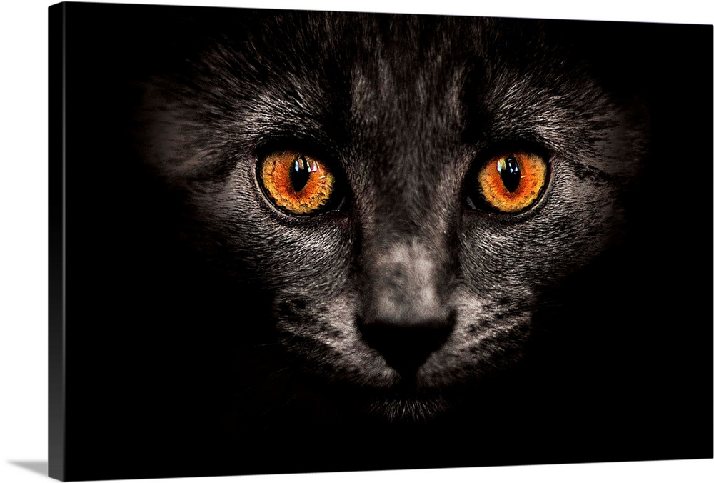Portrait cat on dark.