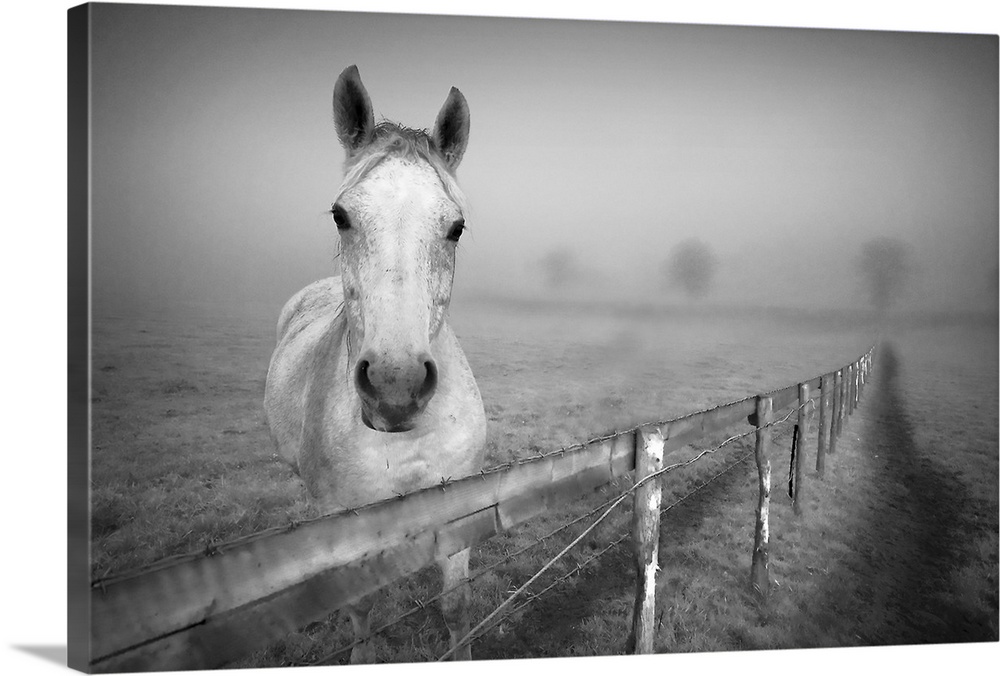 Landscape photograph of a horse standing behind a fence as he looks at the camera, surrounded by a thick fog over a vast f...