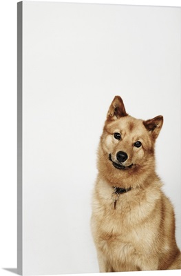Portrait of a Finnish Spitz dog smiling
