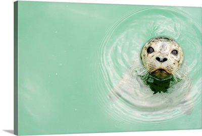 Portrait of a seal in water