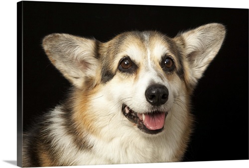 Portrait Of Black, Brown And White Corgi Jigsaw Puzzle by M Photo 