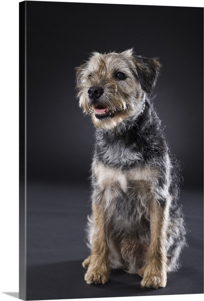 Portrait of Border Terrier