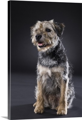 Portrait of Border Terrier