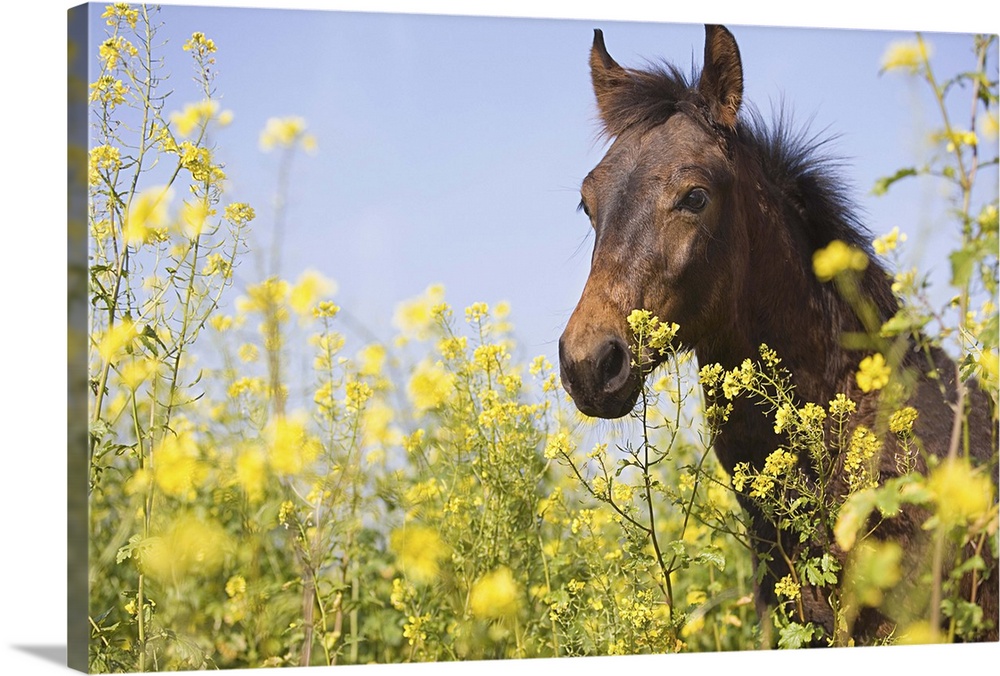 Portrait of brown horse on flower meadow