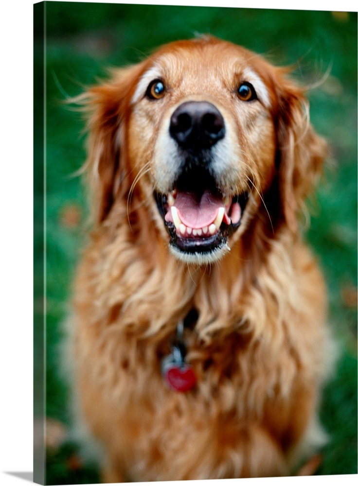 Portrait of Golden Retriever Wall Art, Canvas Prints, Framed Prints