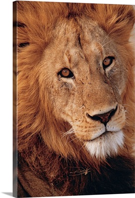 Portrait of male lion , Ngorongoro , Tanzania