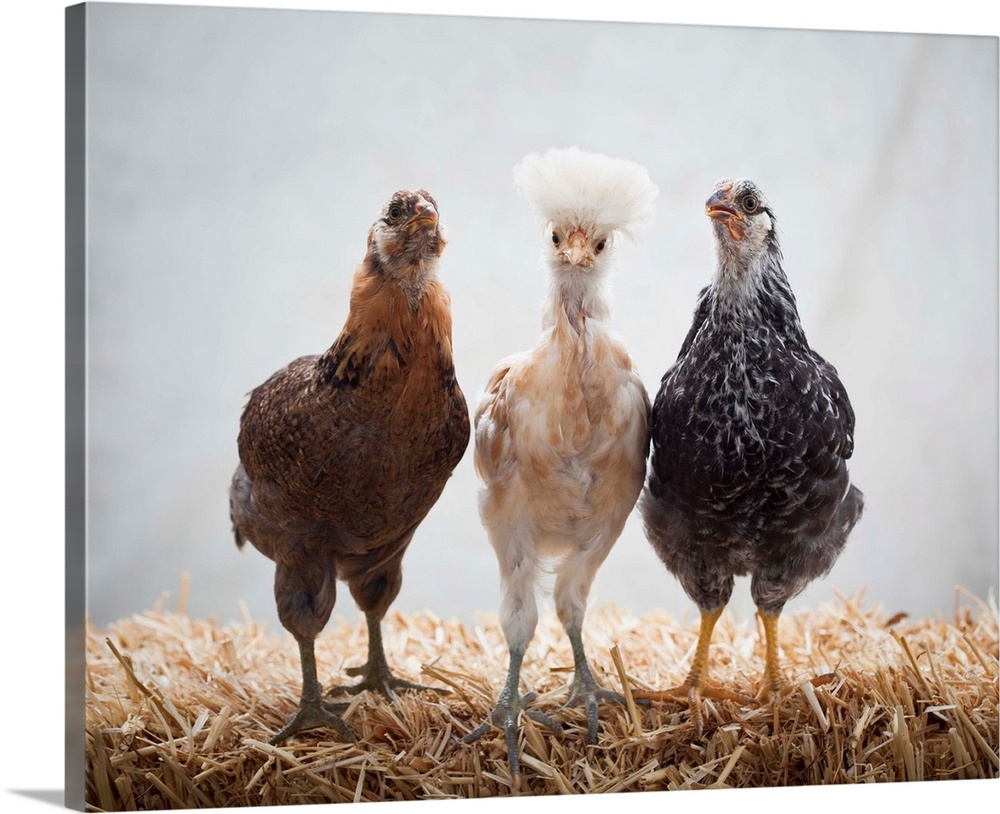 Portrait of Three Pet Chickens Looking forward Standing on Straw, Easter Egger, 5 weeks old, Buff Polish and Silver Laced ...