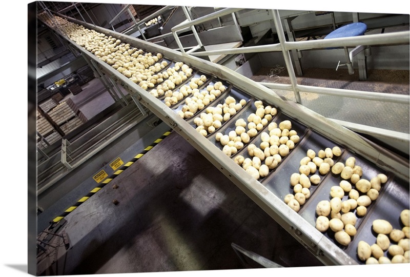 Potatoes being processed on potato farm | Great Big Canvas
