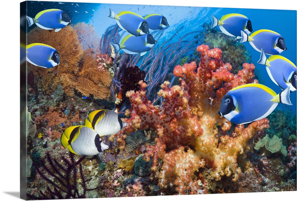 Powder-blue surgeonfish (Acanthurus leucosternon) and a pair of Lined butterflyfish (Lined butterflyfish (Chaetodon lineol...