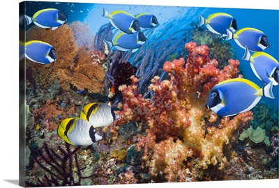 Powder-blue surgeonfish over corals
