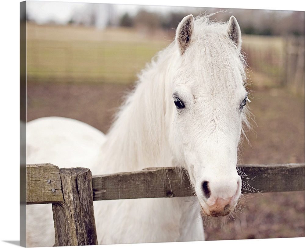 A pure white pony peers over a wooden fence in his pasture.