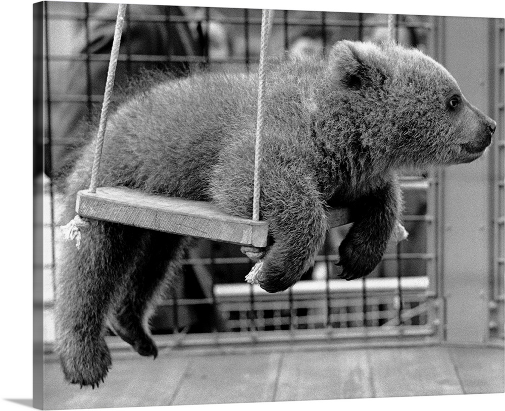 Nikki, the Russian bear cub belonging to Princess Anne, loves to ride on the swing in his cage at the London Zoo.