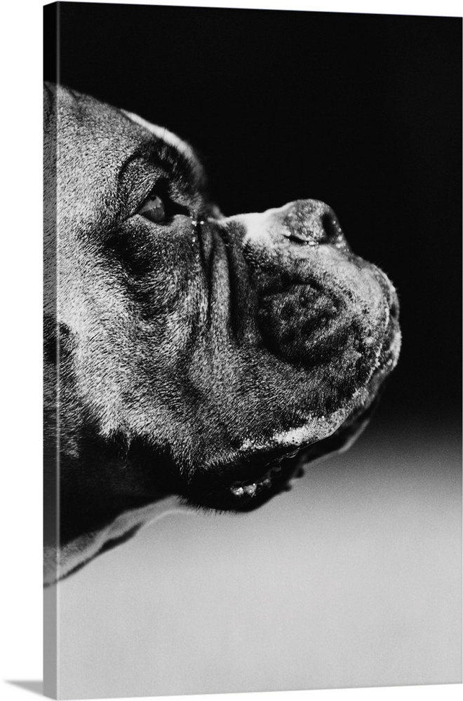 Profile Of A Boxer