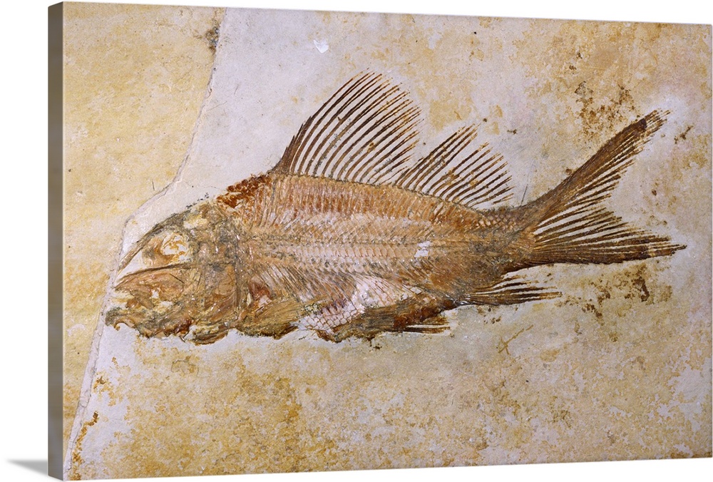 Propterus Elongatus Fish Fossil