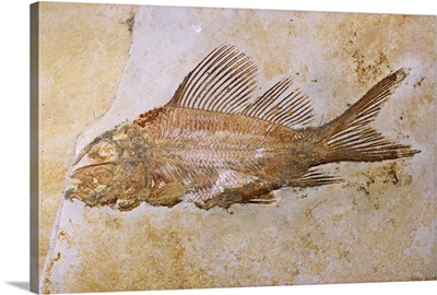 Propterus Elongatus Fish Fossil
