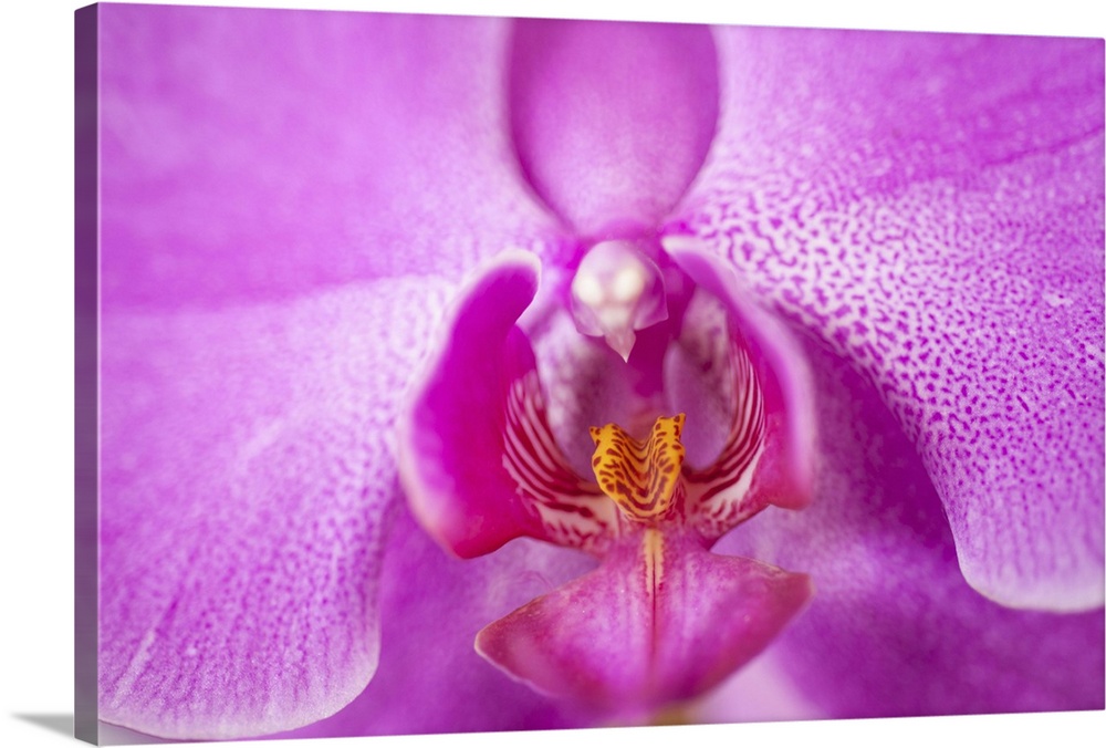 Puerto Rico, Old San Juan, close up of purple orchid flower