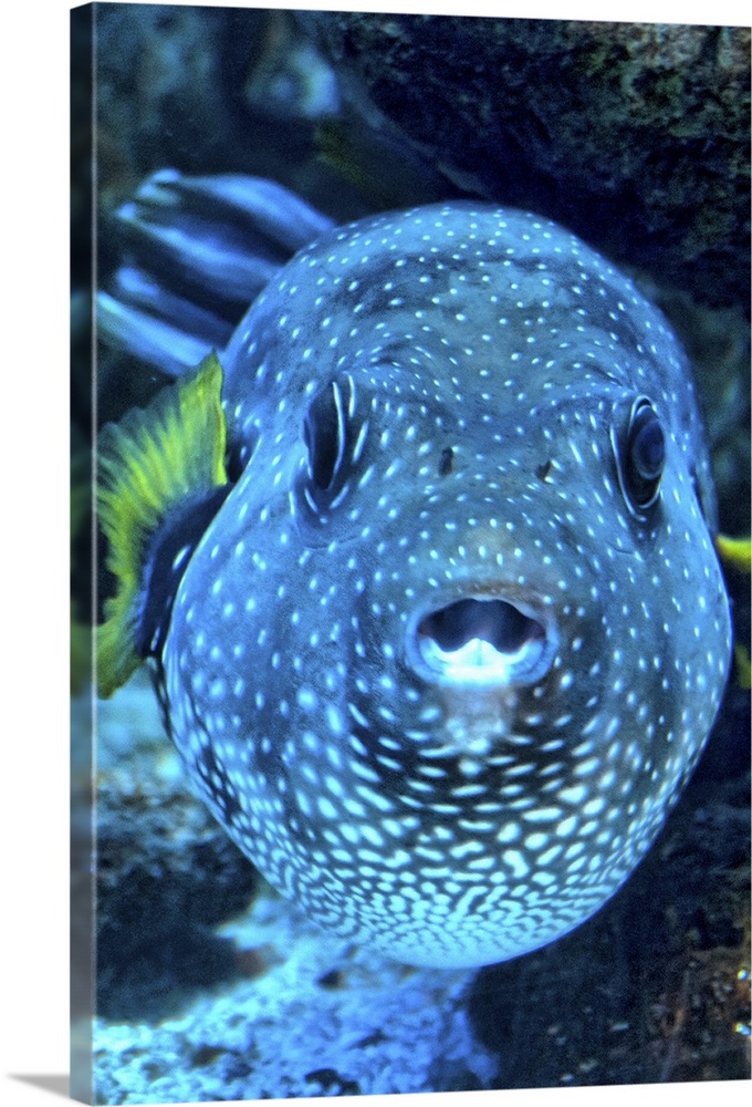 stars and stripes puffer fish (Arothron hispidus)