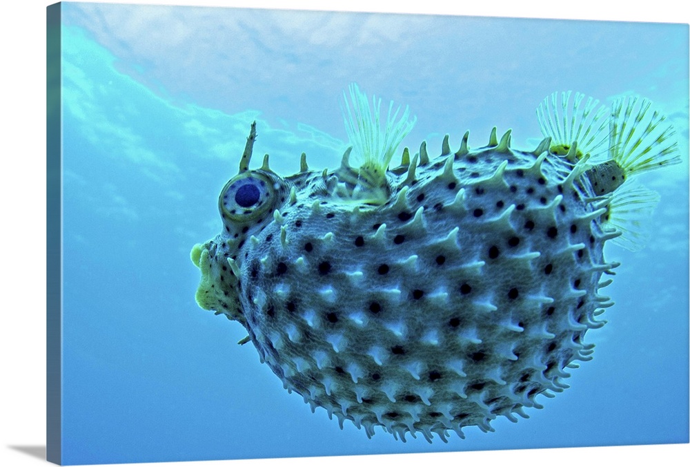 A pufferfish displays its namesake.