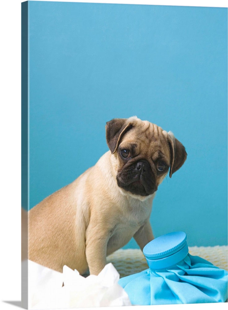 Pug dog sitting on bed by hot water bottle and tissues