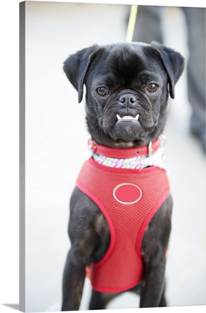 Selective focus photograph of a Pug puppy wearing a red halter on a leash.