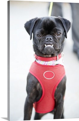 Pug Puppy wearing a red vest