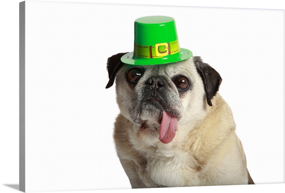 Pug with his tongue hanging out side of his mouth and wearing St. Patricks Day Hat.